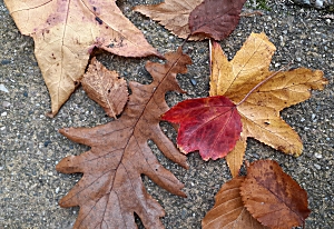 Herfstbladeren plakken op je hoofd