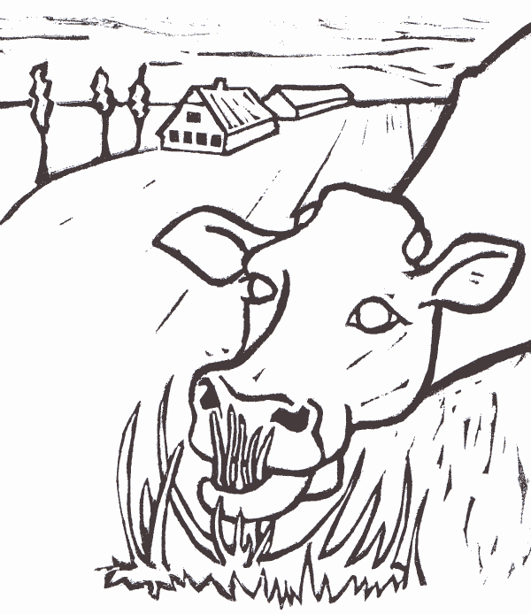 Koe bij boerderij