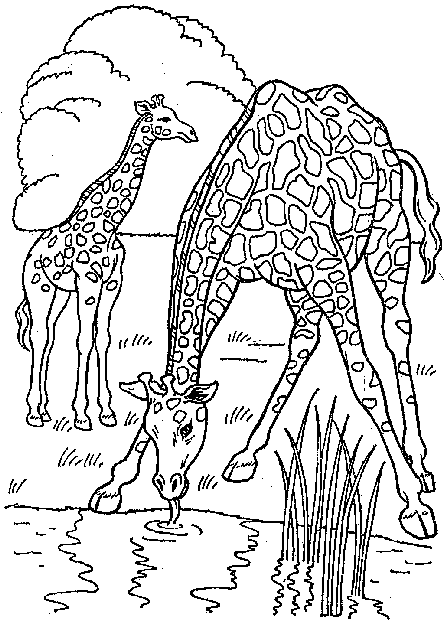 Giraffes